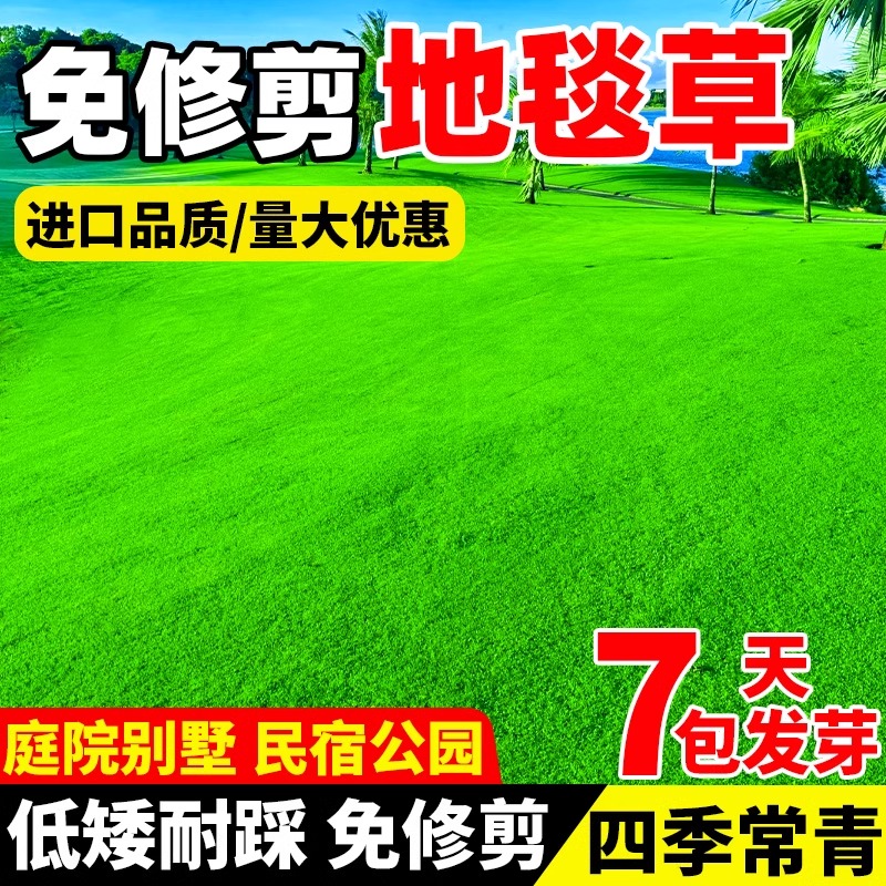草坪草籽地毯草四季常青草皮草籽种矮生绿化草坪种子高档庭院草种