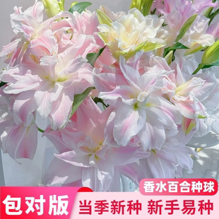 百合花种球香水百合四季播种开花植物盆栽易活室内外多年生种籽苗
