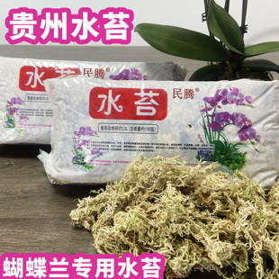 国产水苔贵州水苔一级水苔蝴蝶兰专用水苔多肉营养土无土栽培基质