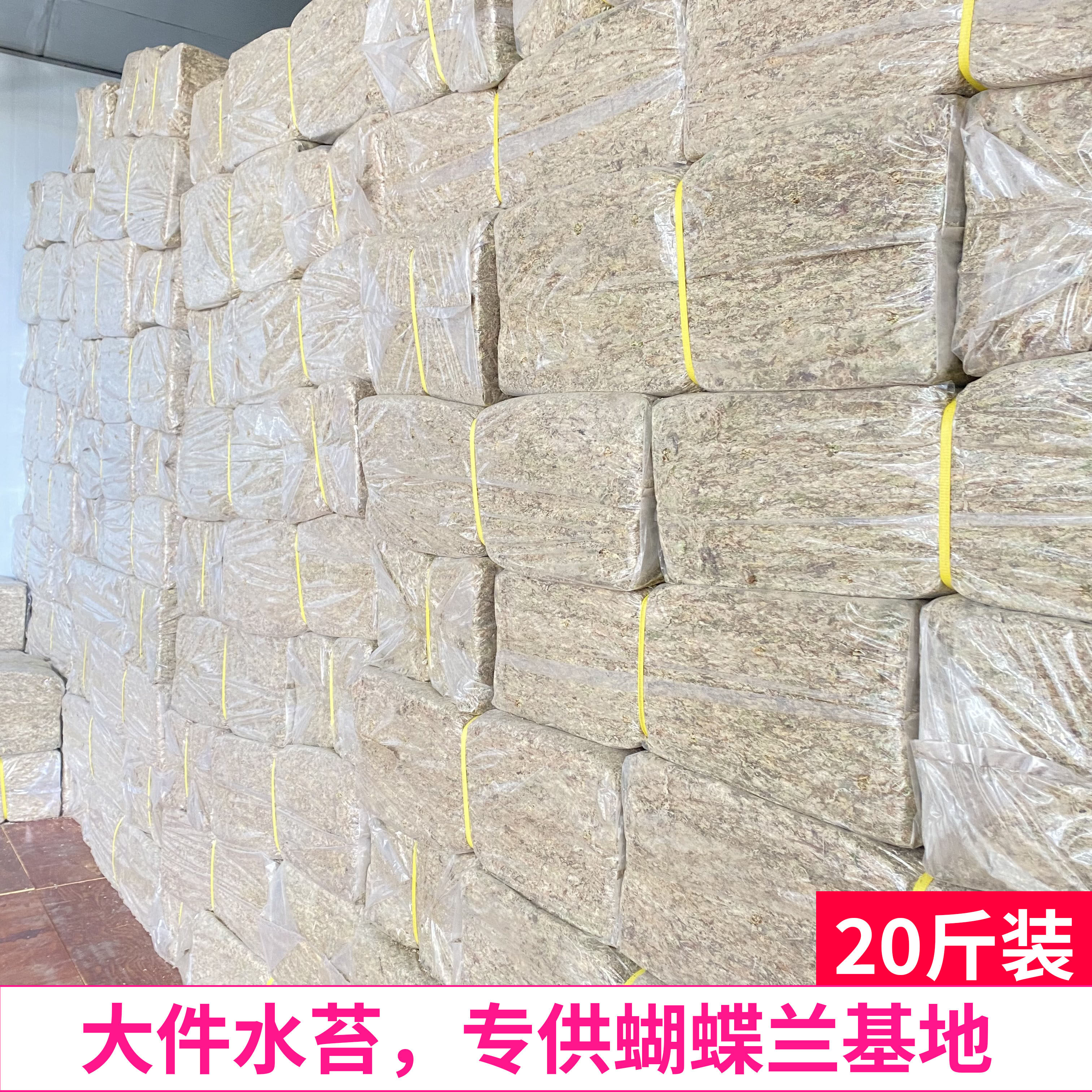 大件水苔专供蝴蝶兰基地