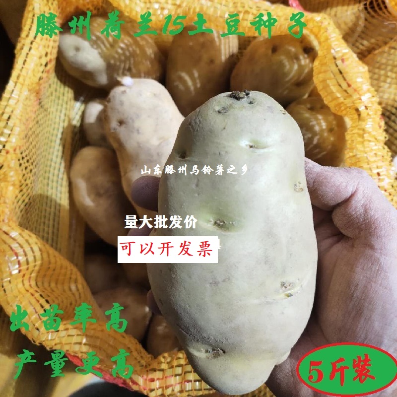 山东黄心v7土豆种子面粉带芽洋芋