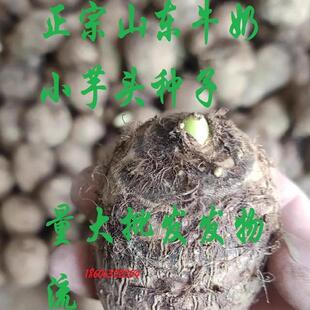 山东毛芋头种子白芽笨芋头软糯香甜牛奶小芋头白瓤小香芋毛芋头种