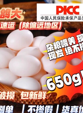 雪域金瞳鸽子蛋新鲜30枚650g左右纯粮散养白鸽蛋宝宝孕妇老人辅食