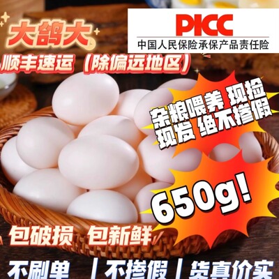 无抗无激素雪域金瞳新鲜鸽子蛋