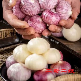 2026年新货云南紫皮鲜独头蒜王 收到货摊开晾