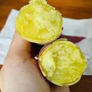 海南升级版沙地红薯【鸣门金时地瓜】特别香甜粉糯5斤 发芽属正常