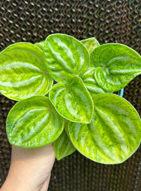 植途荧光西瓜皮椒草室内桌面绿植