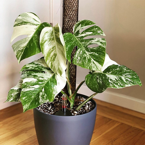 白龟龟背竹锦白锦白锦龟背竹 室内观叶植物热带植物绿植盆栽 植途