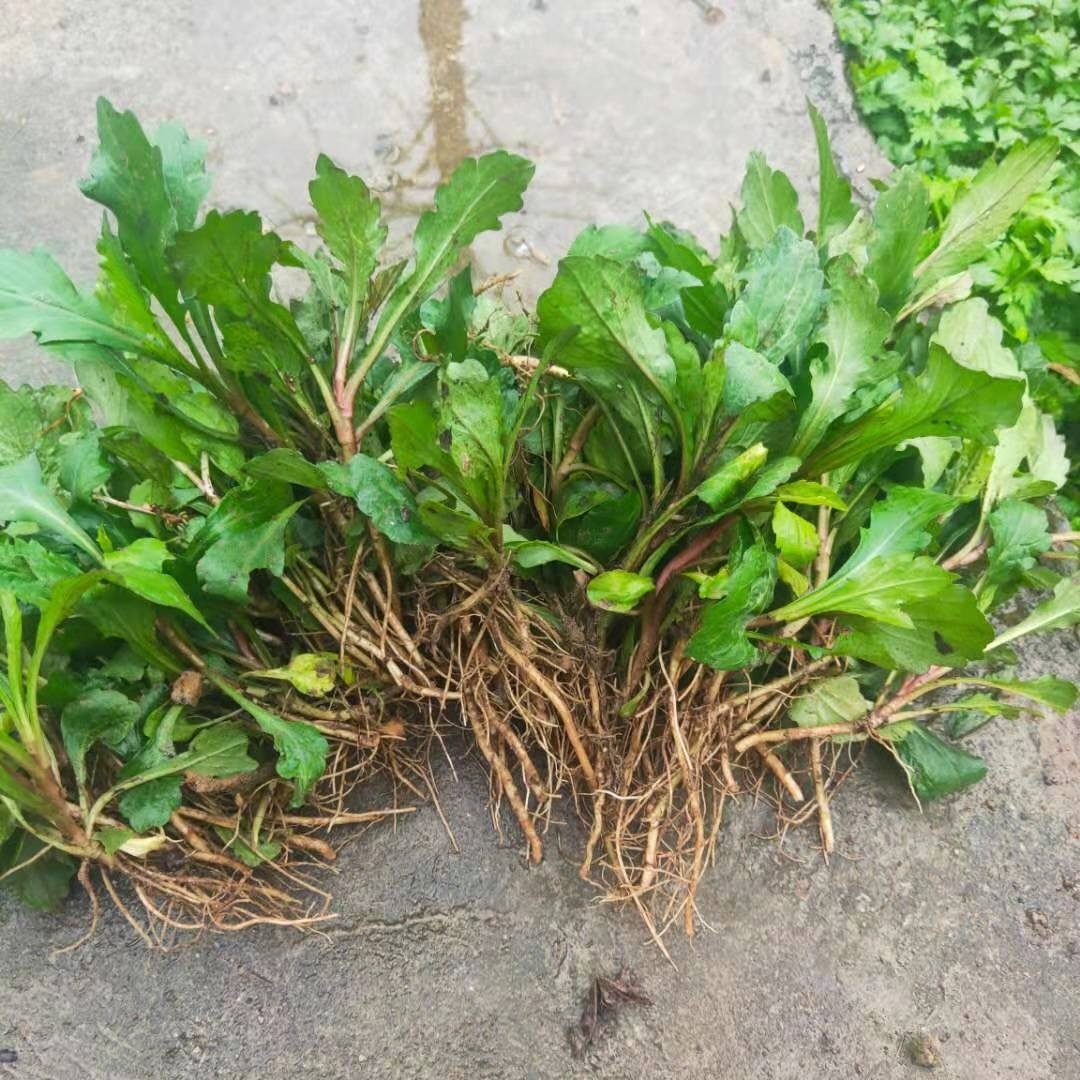 马兰头种根新鲜野生马兰草田边菊食用阳台盆栽菜园苗绿色新鲜蔬菜