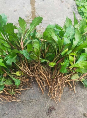 马兰头种根新鲜野生马兰草田边菊食用阳台盆栽菜园苗绿色新鲜蔬菜