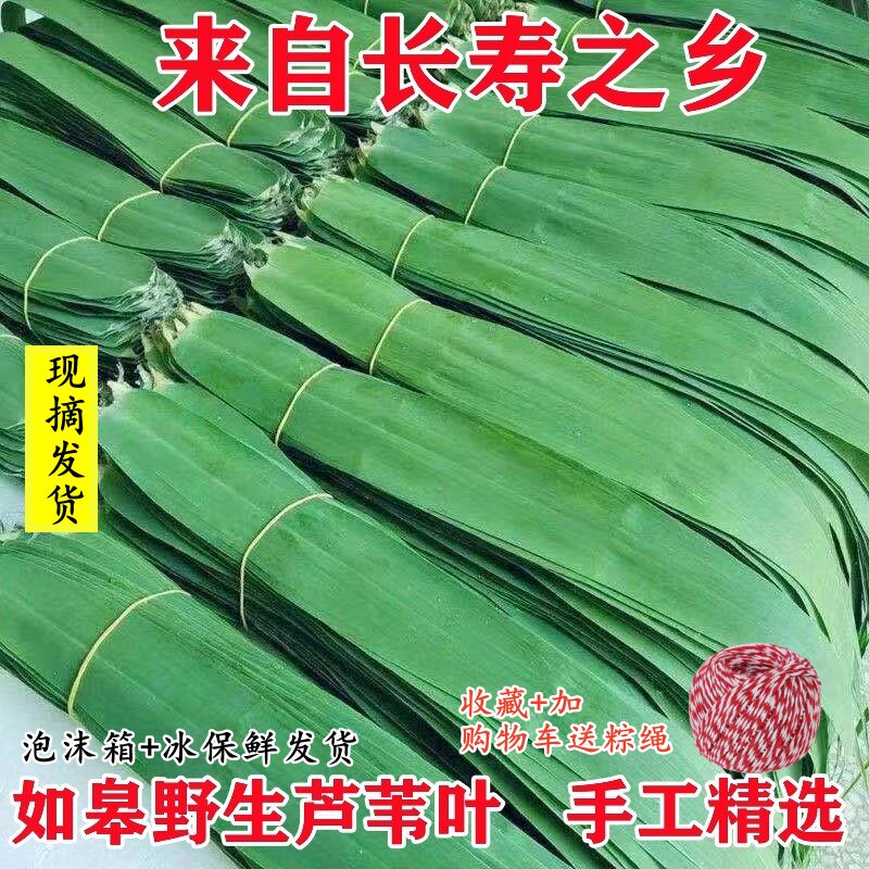如皋野生芦苇叶新鲜现摘农家纯天然芦苇叶粽叶新鲜包粽子手工精选