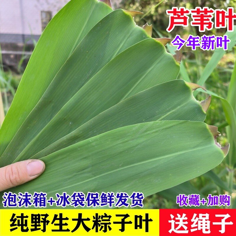野生芦苇叶宽大新鲜当天现摘现发农家纯天然芦苇叶粽叶新鲜包粽子