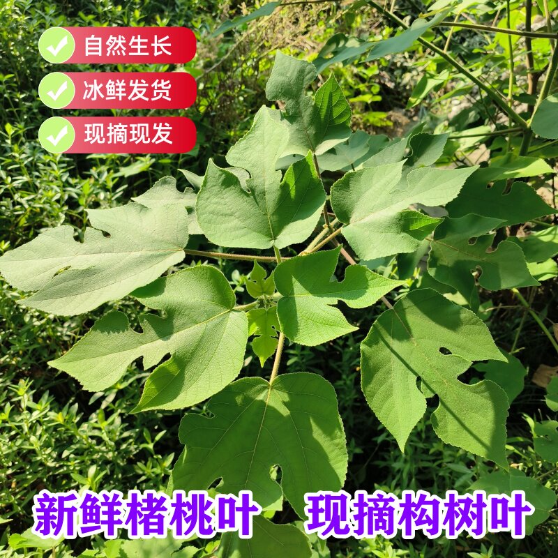 新鲜构树叶现摘现发楮桃叶子中药材露天野生楮树叶谷树叶天然新货