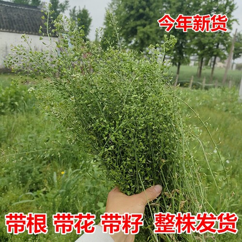 野生新鲜老荠菜地菜三月三 煮鸡蛋用老荠菜带根带花带籽整株发货