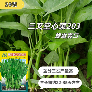 蔬菜种子高产阳台盆栽大叶白杆空心菜种子 三叉空心菜种子四季