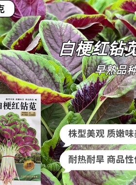 圆页红笕菜白苋菜四季蔬菜种子