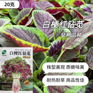 白苋菜种子圆叶红笕菜汗汉菜种籽春夏季农家蔬菜野菜青菜种子四季