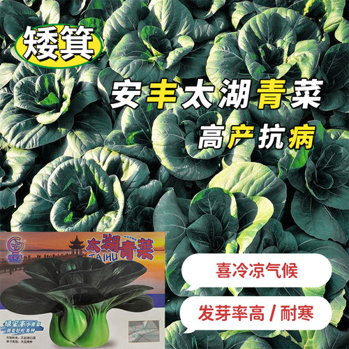太湖青菜种子苏州青种籽四季阳台盆栽矮箕青叶太湖青菜种籽