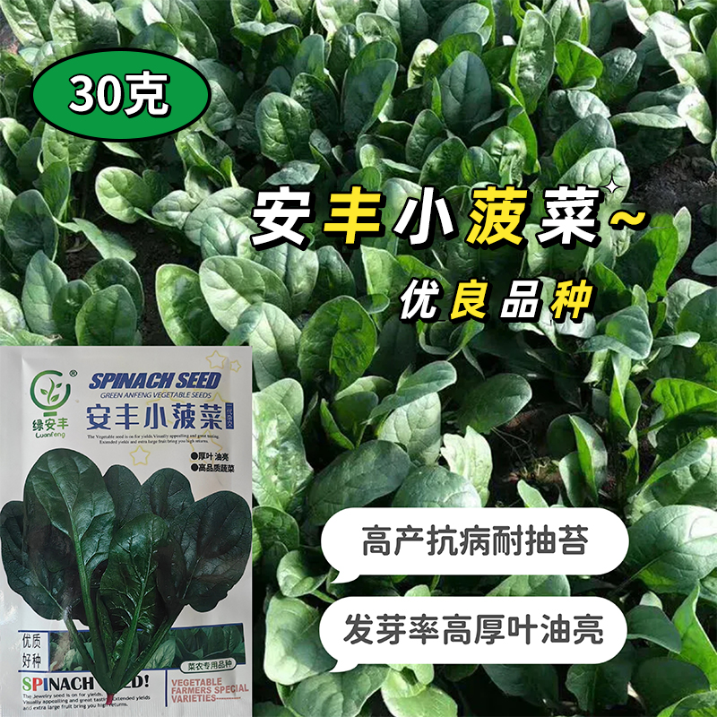 耐寒黑叶菠菜红根耐抽大叶