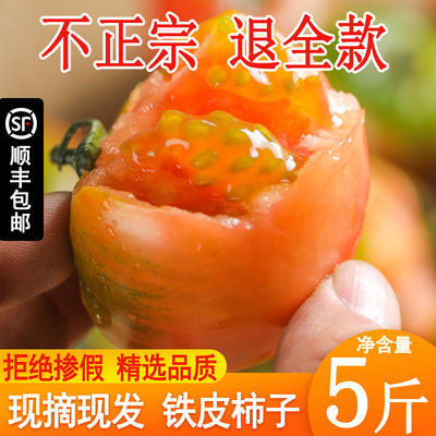 丹东草莓柿子5 斤西红柿新鲜碱地盘锦铁皮柿子自然熟生吃水果番茄