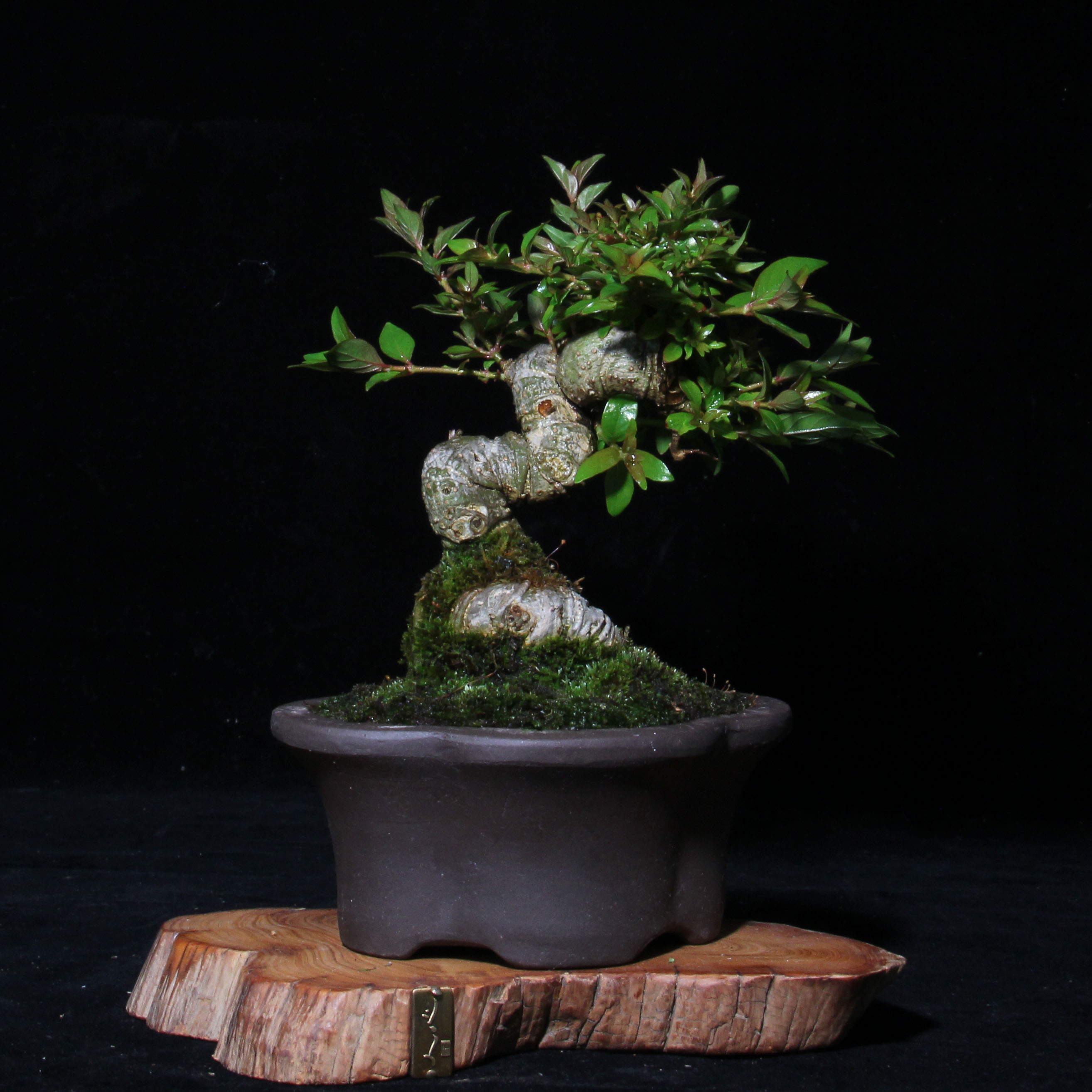 【孤品】办公桌迷你盆景苔藓植物盆栽水杨梅盆栽茶几老桩造型盆景