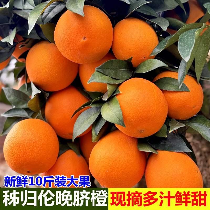 现摘正宗伦晚脐橙秭归春橙新鲜水果橙子10斤湖北宜昌赣当季南甜橙