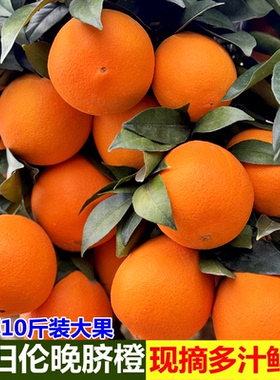 现摘正宗伦晚脐橙秭归春橙新鲜水果橙子10斤湖北宜昌赣当季南甜橙
