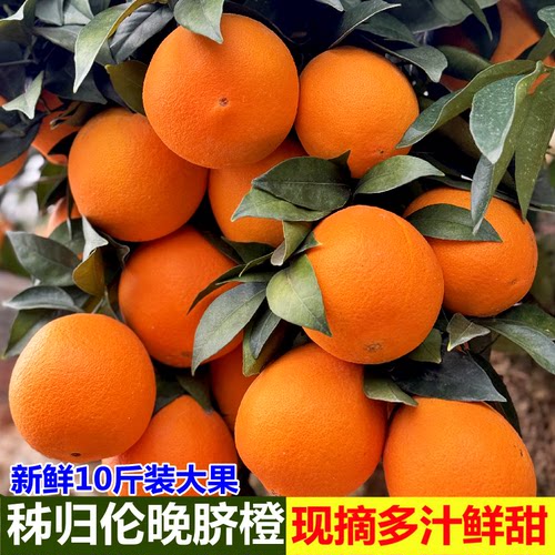 正宗秭归伦晚脐橙纯甜橙子新鲜