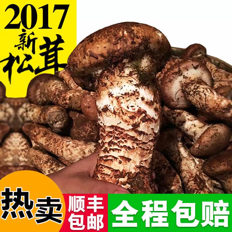 Matsutake fresh dried food 17 wild Oscars Daocheng Matsutake mushroom Yunnan specialty 5-7cm Non Agaricus bisporus powderin the Agri rice/Dried foods/Condiment , Dried foods/Meat Dry , Dry/Native , Matsutake  category - from Buy2taobao.com to provide professional Taobao agent buy service