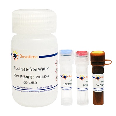 DNase活性荧光检测试剂盒 P0345S 碧云天