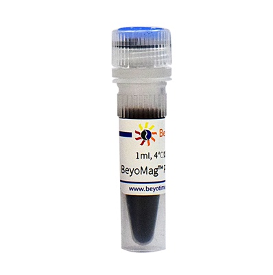 BeyoMag™ Protein G Plus磁珠