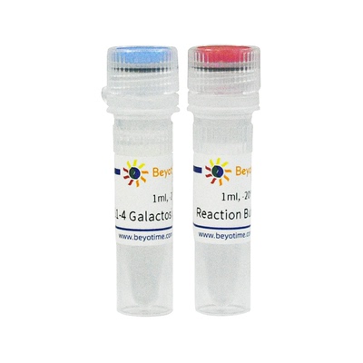 β1-4半乳糖苷酶(β1-4 Galactosidase) 碧云天 P2345S  P2345M