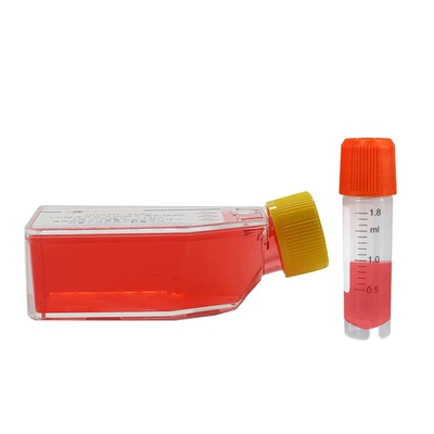 Control Knockout HEK293T Cells 碧云天 L00020