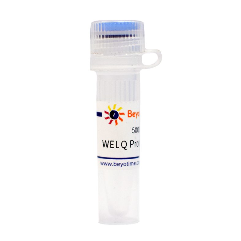 WELQ Protease (5U/μl)碧云天生物 P2311S P2311M P2311L