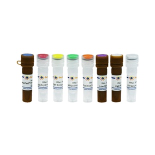 人端粒酶活性检测试剂盒(TERT mRNA染料法) D8018S D8018M 碧云天