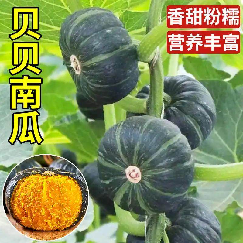 贝贝南瓜正宗新鲜板栗味粉面小南瓜栗面老南瓜婴儿辅食孕蔬菜代餐