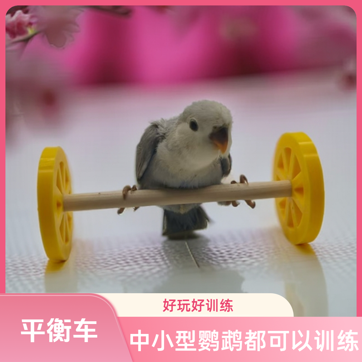 鹦鹉玩具解闷平衡车中小型鸟用品滑轮滑板技能训练道具玄凤鸟玩具,宠物/宠物食品及用品,鸟玩具,淘宝优惠券,粉丝福利购,淘宝优惠卷