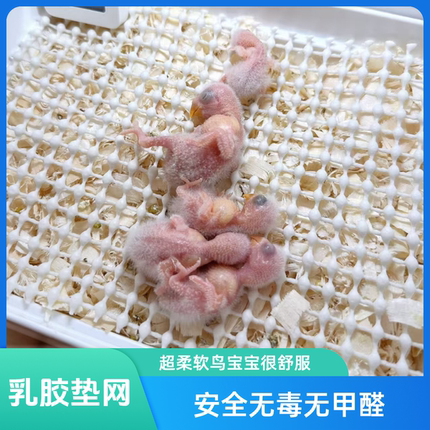 雏鸟用品鹦鹉垫网超软乳胶零天鹦鹉站网无毒无甲醛