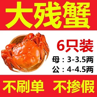 特大河蟹净重3两母苏州 缺腿断脚蟹 活蟹6只残蟹 大闸蟹鲜活螃蟹
