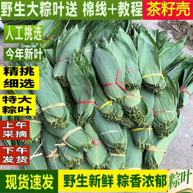 粽子叶棕叶新鲜大号新叶包粽子专用的叶子端午节100张批发干粽叶