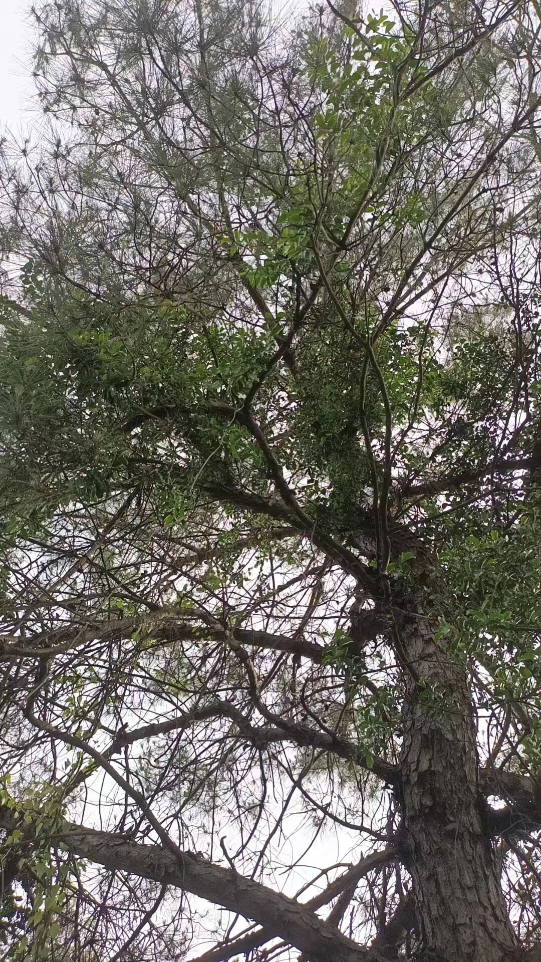 广西山区农村正宗松树寄生草寄生茶老树现采带松枝寄生茶包邮