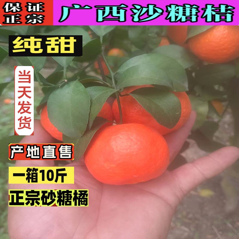 正宗广西砂糖橘整箱10斤新鲜水橙