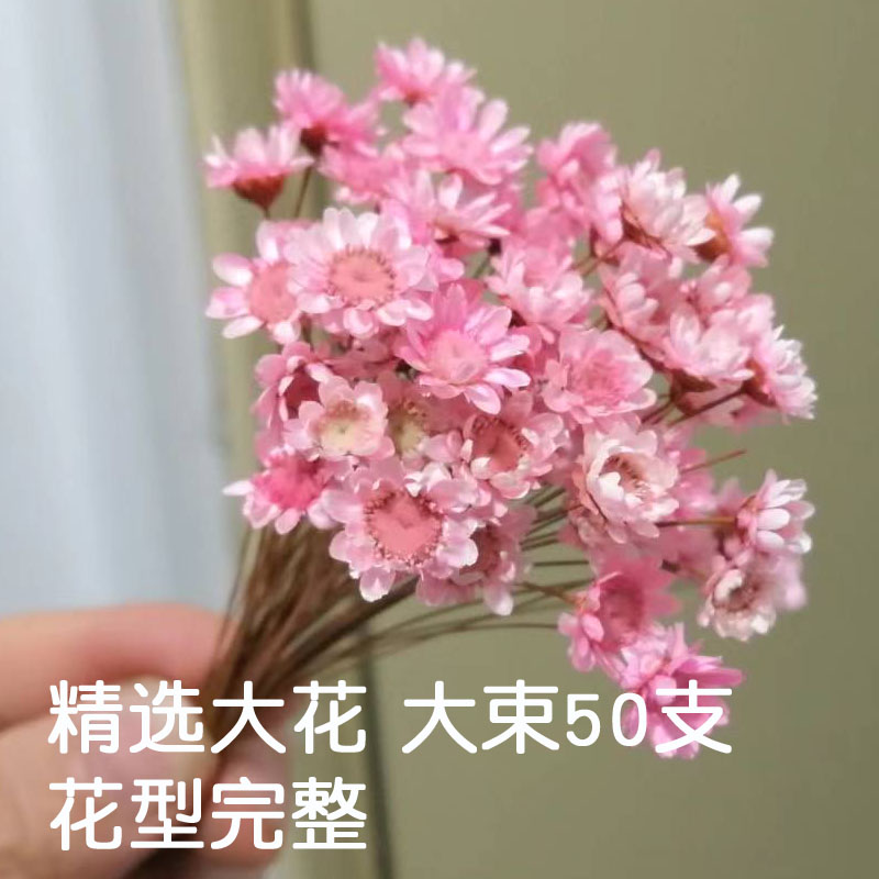 巴西小星花天星菊小雏菊diy自制透明果冻口红材料干花小清新摄影