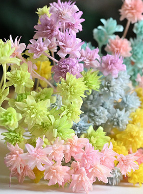 巴西小山花小清新耐久放