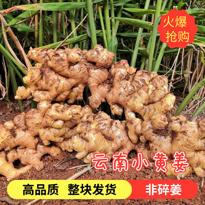 正宗云南新鲜小黄姜土姜老姜新姜新鲜现挖嫩姜5斤包邮高山沙姜怎么看?