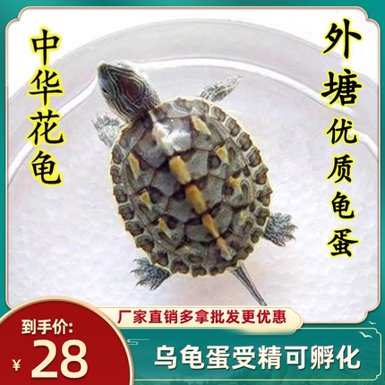 2024到货新乌龟蛋受精可孵化草龟蛋鳄龟乌龟巴西龟火焰龟养殖场