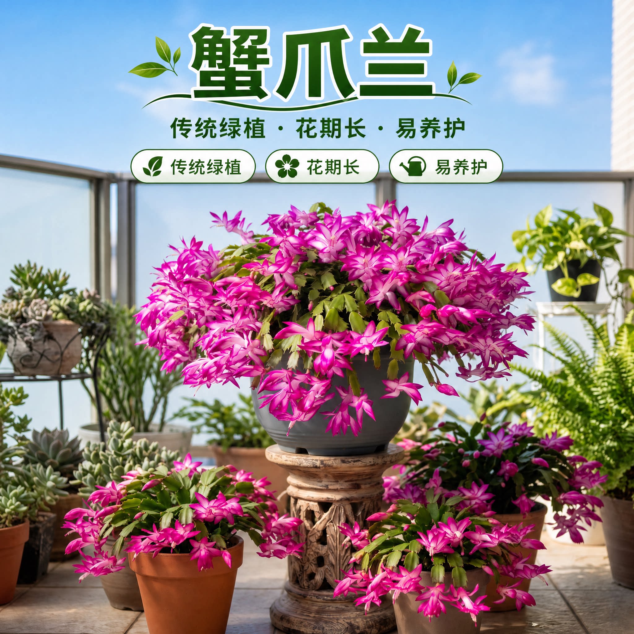 重瓣蟹爪兰盆栽带花苞室内阳台四季好养开花植物螃蟹爪莲多色花苗图片
