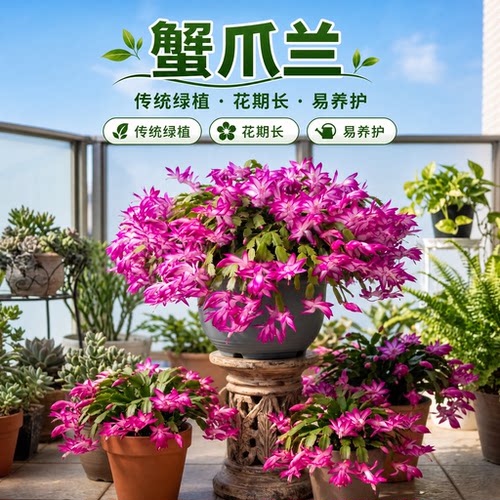 重瓣蟹爪兰盆栽带花苞室内阳台四季好养开花植物螃蟹爪莲多色花苗