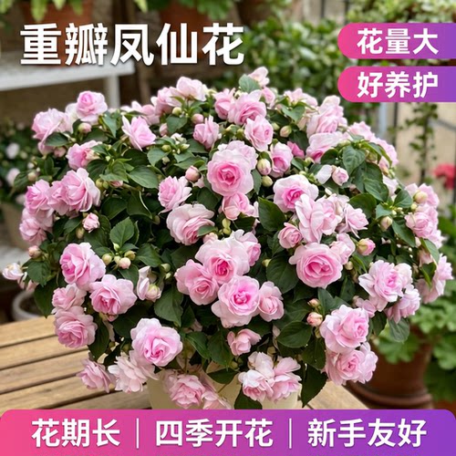 重瓣凤仙花大花苗室内阳台庭院四季好养开花植物玻璃翠水梅花盆栽