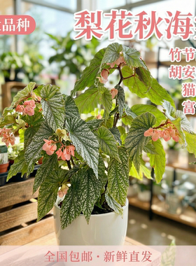 梨花秋海棠室内绿植盆栽网红办公室桌面绿植辛巴达胡安妮塔好养活